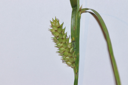 Carex vesicaria, photograph 6