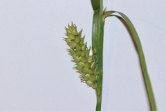 Carex vesicaria, photograph (c) Dustin Snider, some rights reserved (CC BY)