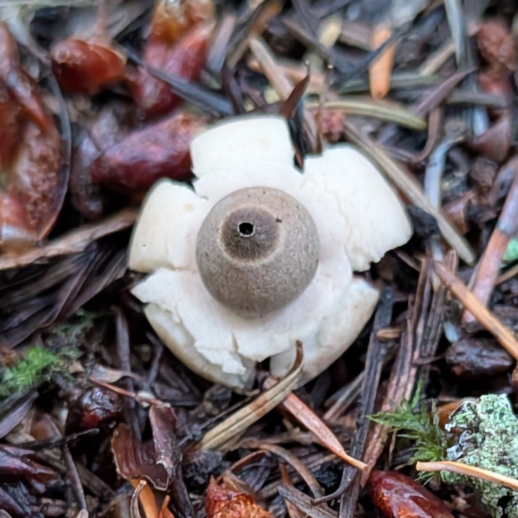 rounded earthstar · September 2026 · photo: Photo: (c) Sharon Squazzo, some rights reserved (CC BY) · iNaturalist