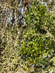Ileostylus micranthus