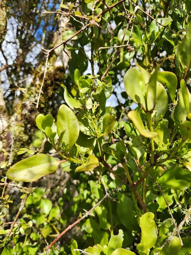 Ileostylus micranthus, photograph 2