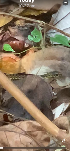 Spotted Keelback