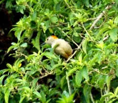 Melanerpes aurifrons