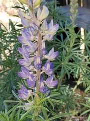 Lupinus angustifolius