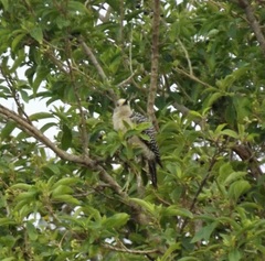 Melanerpes aurifrons