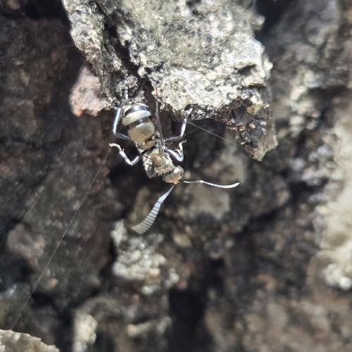 Polyrhachis cupreata