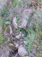 Bromus kalmii
