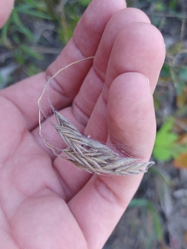 Bromus kalmii, photograph 2