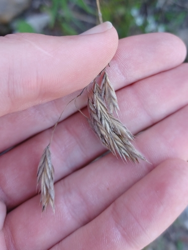 Bromus kalmii, photograph 3