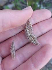 Bromus kalmii, photograph (c) Quinten Wiegersma, some rights reserved (CC BY)