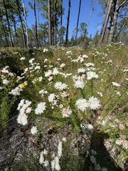 author not stated, no rights reserved Dalea pinnata, photograph author not stated, no rights reserved