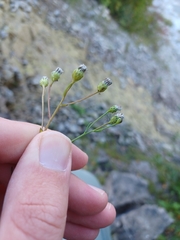Solidago ptarmicoides