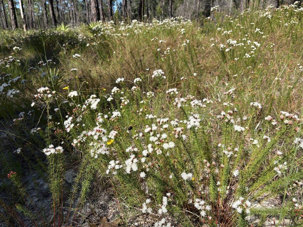 Dalea pinnata; photograph author not stated, no rights reserved