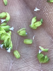 Valerianella carinata