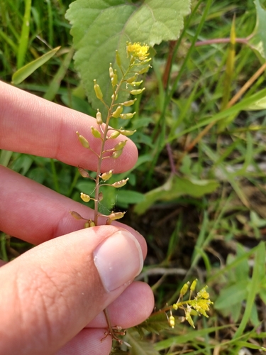 Rorippa palustris
