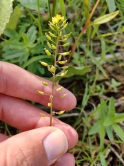 Rorippa palustris, photograph (c) Quinten Wiegersma, some rights reserved (CC BY)