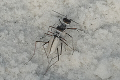 Habroscelimorpha dorsalis saulcyi