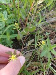 Rorippa palustris, photograph (c) Quinten Wiegersma, some rights reserved (CC BY)