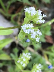 Valerianella carinata