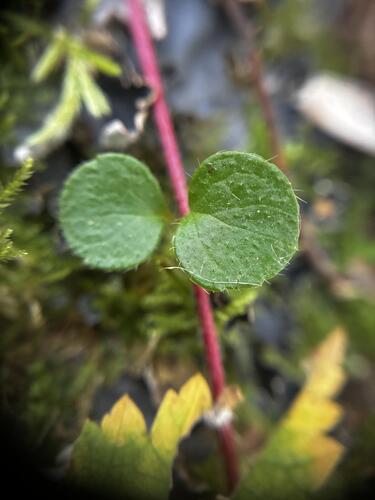 Linnaea borealis, photograph 2