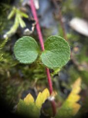 Linnaea borealis, photograph (c) Arthur Whiting, some rights reserved (CC BY)