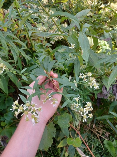 Doellingeria umbellata, photograph 1