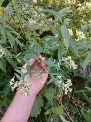 Doellingeria umbellata