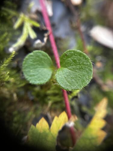 Linnaea borealis, photograph 3