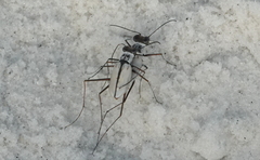 Habroscelimorpha dorsalis saulcyi