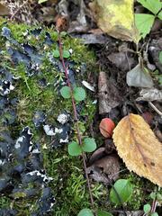 Linnaea borealis, photograph (c) Arthur Whiting, some rights reserved (CC BY)