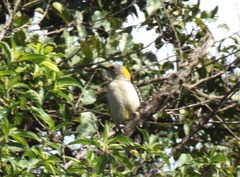 Melanerpes aurifrons