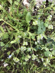 Valerianella carinata