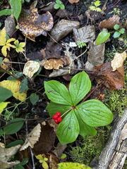 Cornus canadensis, photograph (c) Arthur Whiting, some rights reserved (CC BY)