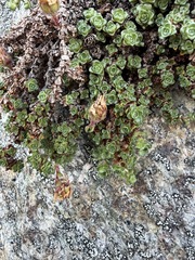Saxifraga oppositifolia
