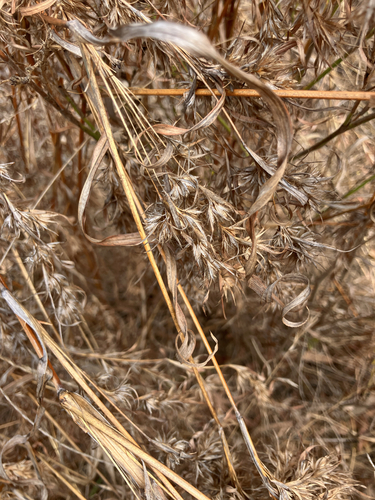Themeda quadrivalvis observed 2026-09-27
