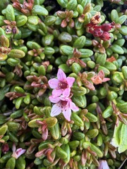 Kalmia procumbens