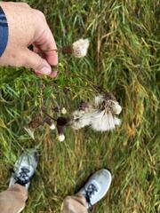 Cirsium arvense, photograph (c) Arthur Whiting, some rights reserved (CC BY)