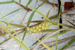 Cenchrus spinifex image