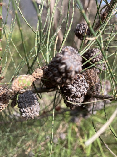 Allocasuarina paludosa observed 2026-09-27
