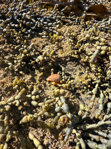 Notocypraea comptonii observed 2026-09-27