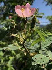Rosa tomentosa