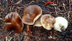 Melanoleuca angelesiana