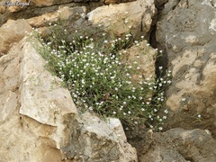Arenaria deflexa