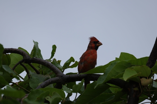 Cardinalis cardinalis observed 2026-09-25