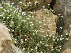Arenaria deflexa