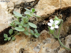 Arenaria deflexa