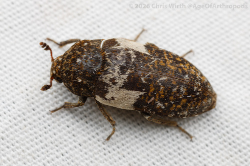 Common Carrion Beetle