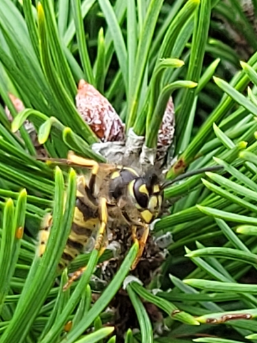Common European Yellowjacket