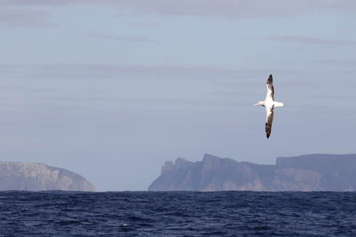 iNaturalist image