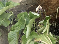 Arum rupicola